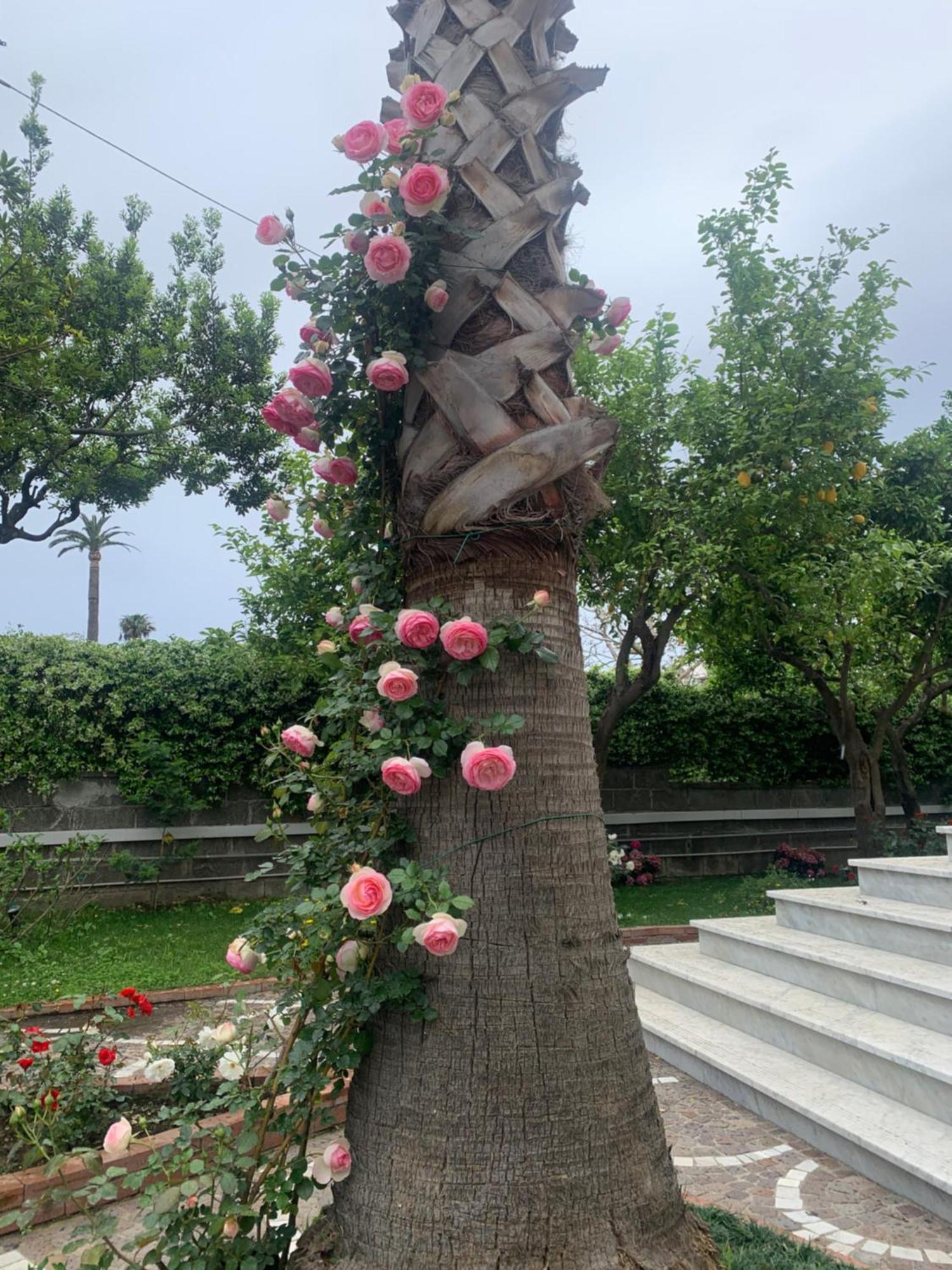 Villa Cettina Boutique Hotel Сорренто Екстер'єр фото